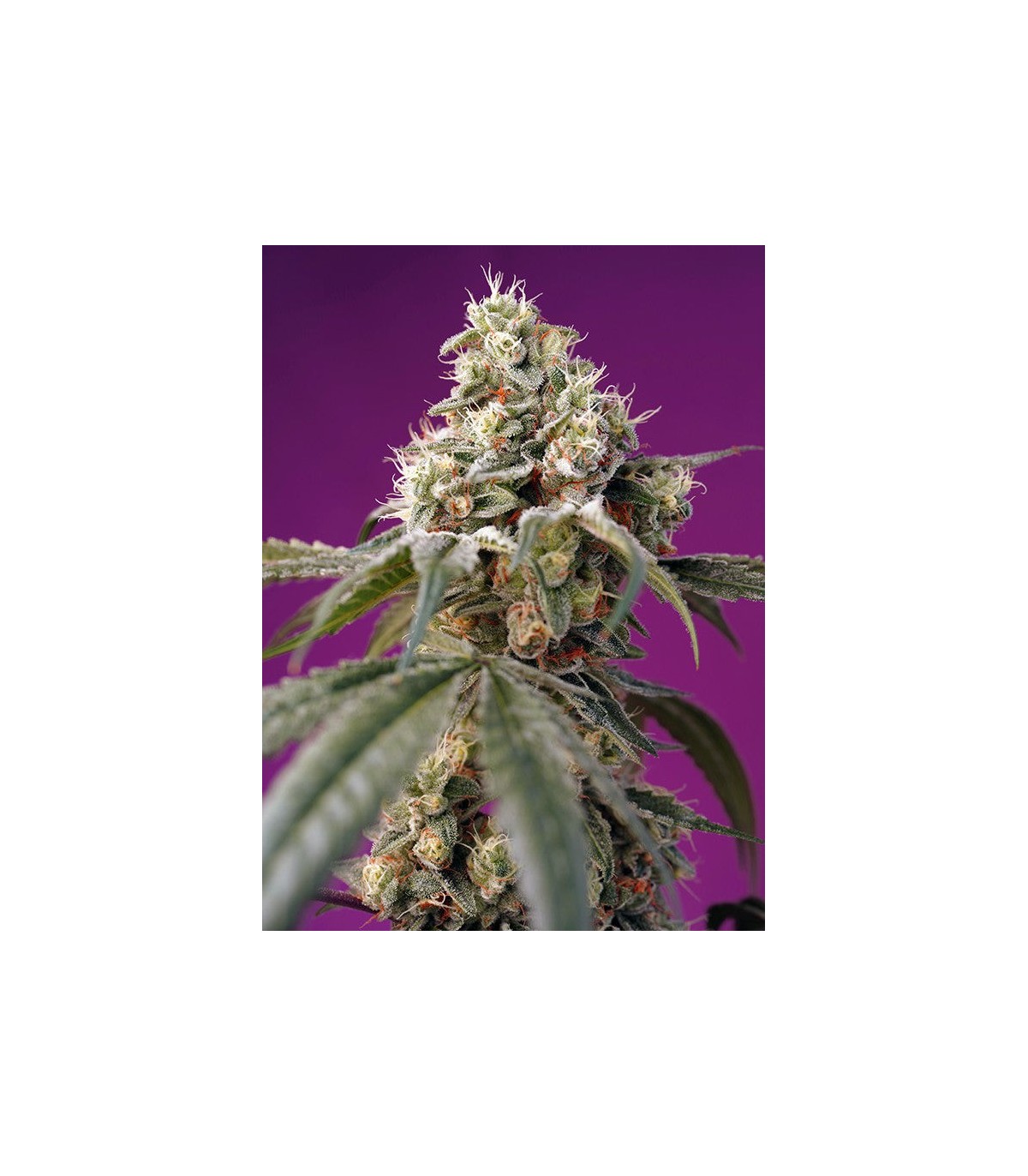 Bruce Banner Auto  Sweet Seeds